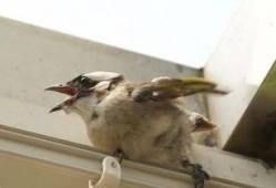 雏鸟 在线观看,在线观看萌动瞬间