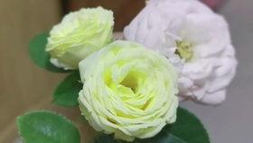 娱乐圈兔吃瓜,兔吃瓜事件揭秘